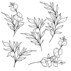 four different types of flowers and leaves on a white background, hand drawn in black ink