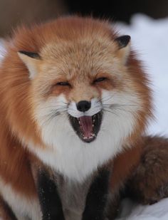 a red fox yawns while sitting in the snow