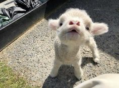 a small white sheep standing on top of a gravel road