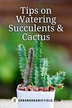 a cactus in a white pot with the words tips on watering succulents and cactis