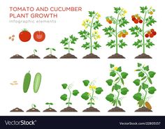 tomato plants and cucumbers growing from the ground to the plant in different stages