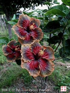 two large red and brown flowers in the grass