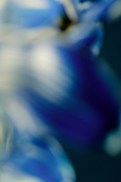 blurry image of blue and white flowers in a vase