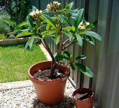 there is a small tree in the potted planter on the side of the house