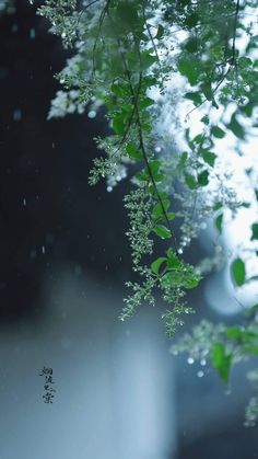 some green leaves are hanging from a tree in the rain with water droplets on it