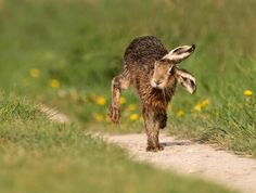 a brown and white animal walking down a dirt road next to green grass with yellow flowers