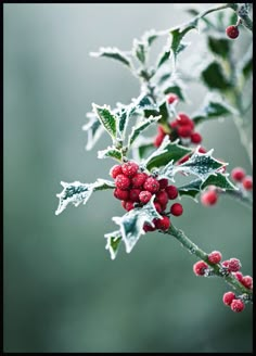 holly with red berries and green leaves covered in frost