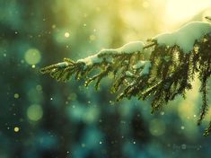 a tree branch covered in snow with the sun shining down on it's branches