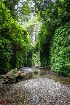 a river running through a forest filled with lots of green plants and trees on either side of it