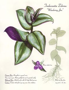 a drawing of an orchid plant with purple flowers and green leaves on the top right side