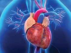 WebMD article on 11 possible symptoms of heart problems that you may not be aware of, such as dizziness, fatigue, and nausea. Heart Symptoms, Atrial Fibrillation, Protect Your Heart, Low Blood Pressure, Heart Conditions, Heart Problems, Amazing Recipes, Daily Diet, Heart Health