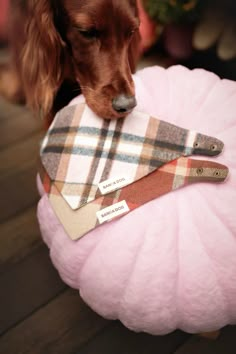 a brown dog is chewing on a pink pillow with tags attached to it's collar