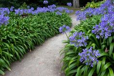 blue flowers are growing in the middle of a garden path with trees and bushes behind them