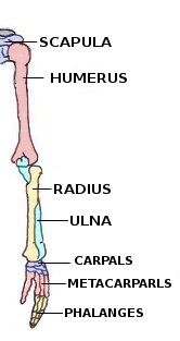 the bones of the lower limb and upper limb are labeled in their major skeletal names