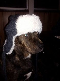 a dog with a hat on its head