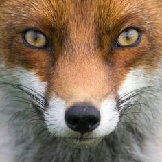 an orange and white fox looking at the camera