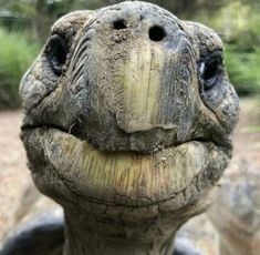 a close up photo of a tortoise's face