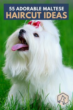 a small white dog laying in the grass with its tongue out