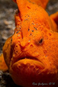 a close up of an orange fish with water droplets on it's face