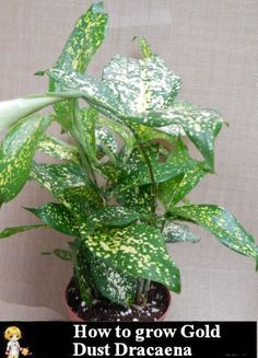 a potted plant with white and yellow spots on it, in front of a beige background