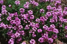 small purple flowers blooming in the garden