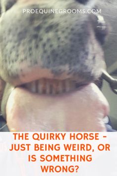 a horse with its mouth open and it's tongue out