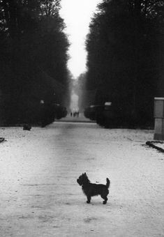 a small dog is standing in the middle of an empty road with trees on both sides