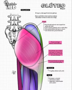 the muscles and their major structures are labeled in this diagram, which shows how they look like