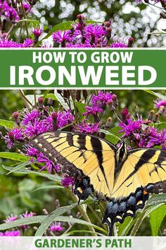 a yellow and black butterfly on purple flowers with text overlay reading how to grow ironweed gardener's path