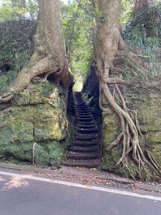 the stairs are covered with tree roots and have been built into the side of the cliff