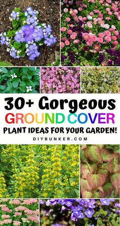 Elevate your garden design with inspiring ground cover plant ideas that add depth and vibrancy! 🌸🌿 Choose from a variety of colorful and hardy plants that thrive in diverse conditions while enhancing your landscape's appeal. 🌱✨ Enjoy a lush, low-maintenance ground cover that brings life and beauty to any outdoor space!