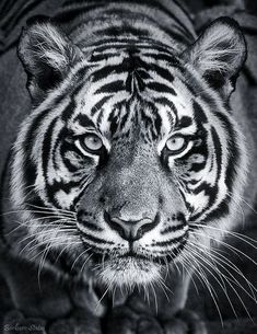 a black and white photo of a tiger