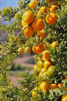 an orange tree filled with lots of ripe oranges on top of it's branches