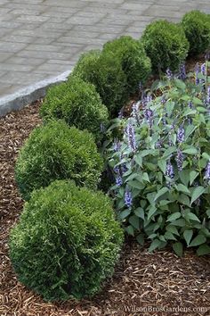 some very pretty flowers and bushes by the sidewalk