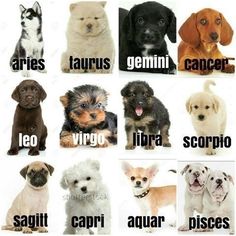 a group of dogs that have different names in each dog's language, including their name