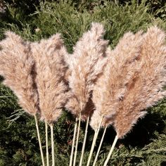 some very pretty looking plants in the grass