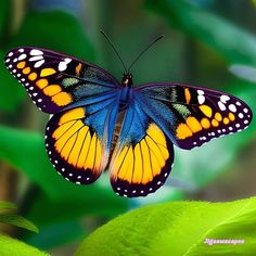 a colorful butterfly sitting on top of a green leaf