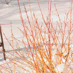 there is a small tree in the snow