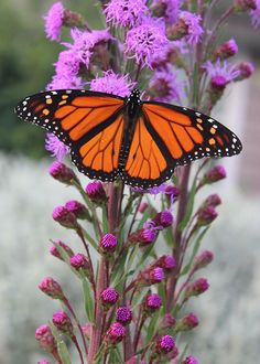 an orange and black butterfly sitting on top of a purple plant with lots of flowers