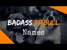 Badass Pit Bull Names for Males and Females | PetHelpful Male Pitbull Names, Badass Boy Names, Tamaskan Dog, Badass Names, Female Dog Names, Blue Pits