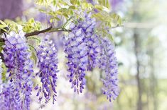 purple flowers are hanging from a tree branch