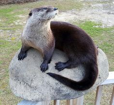 an animal that is sitting on top of a rock