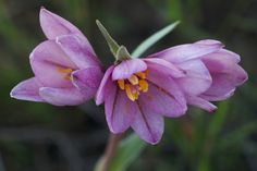 two purple flowers with yellow stamens in the middle