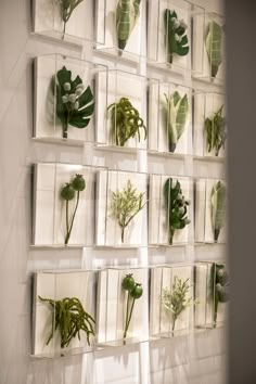 a bunch of plants are arranged in squares on a wall with white tiles and green leaves