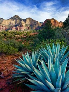 blue agoea plants in the desert with mountains in the background