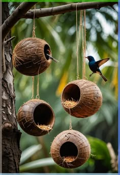 three bird houses hanging from a tree with grass inside and two birds in the background