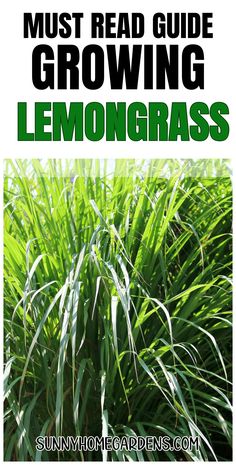 the front cover of a guide to growing lemongrasss with text that reads must read guide