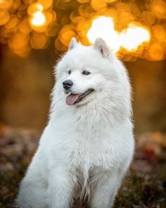 a white dog sitting in the grass with its tongue out