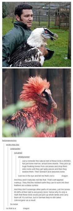 an image of two different birds in the same photo