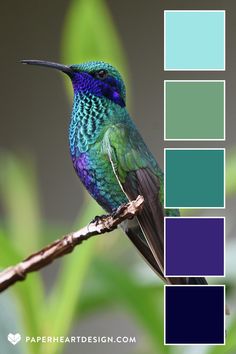 a colorful hummingbird perched on a branch with color swatches in the foreground